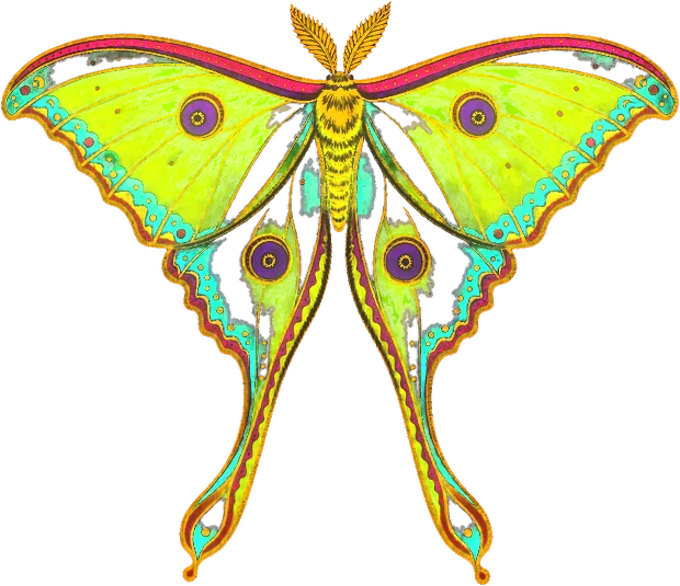 A painted luna moth under a blacklight